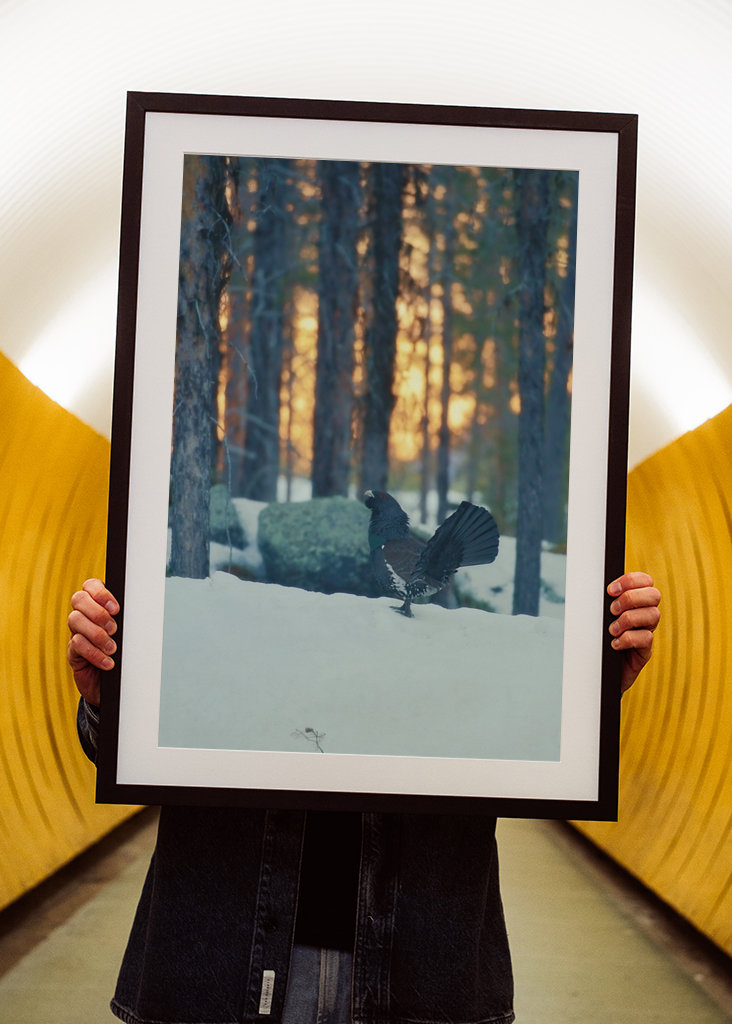 Námluvy tetřeva hlušce za soumraku