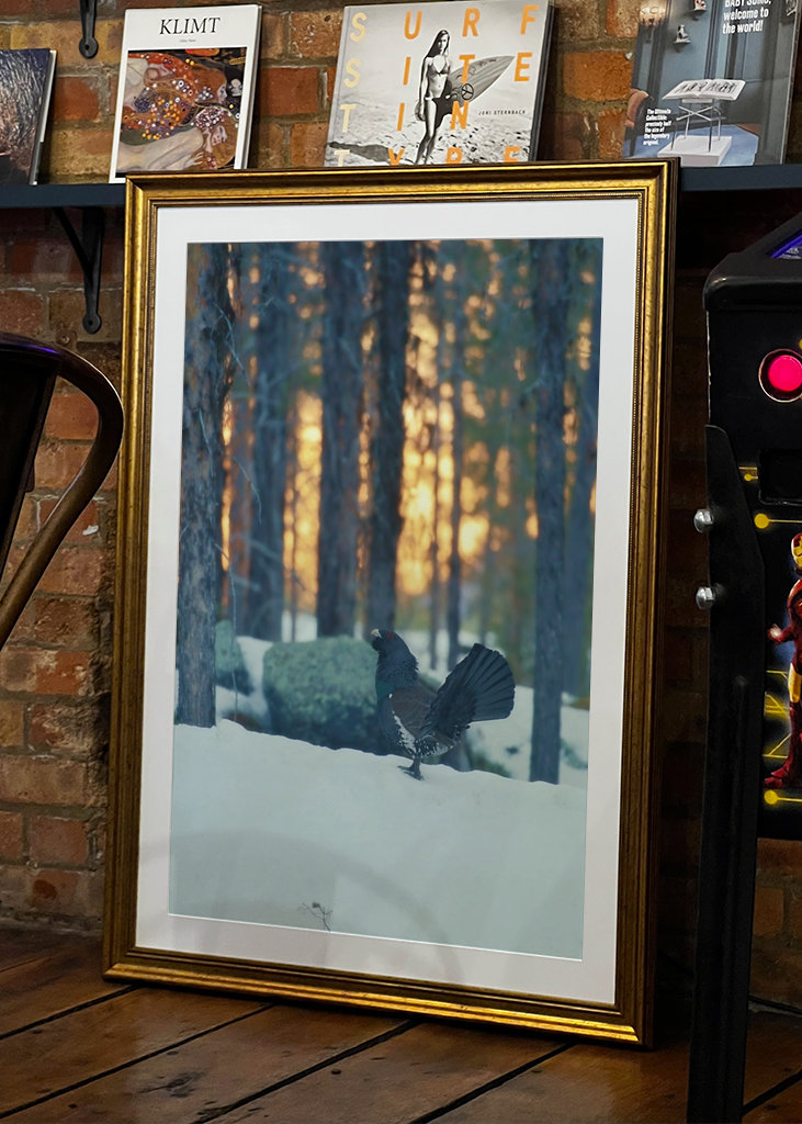 Námluvy tetřeva hlušce za soumraku