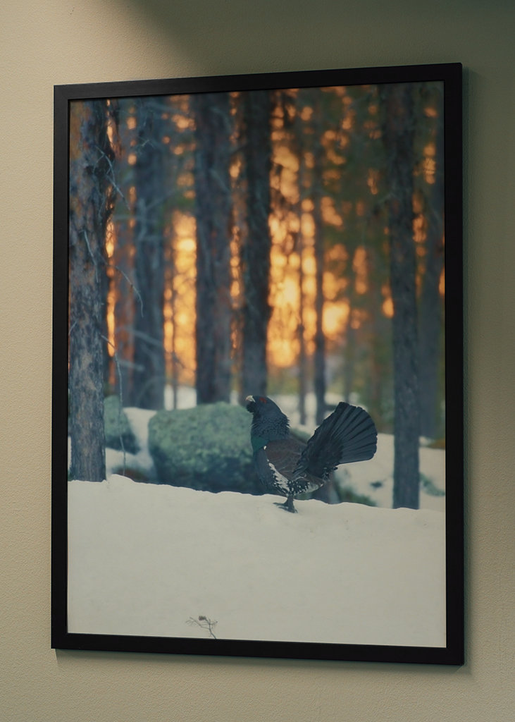 Námluvy tetřeva hlušce za soumraku