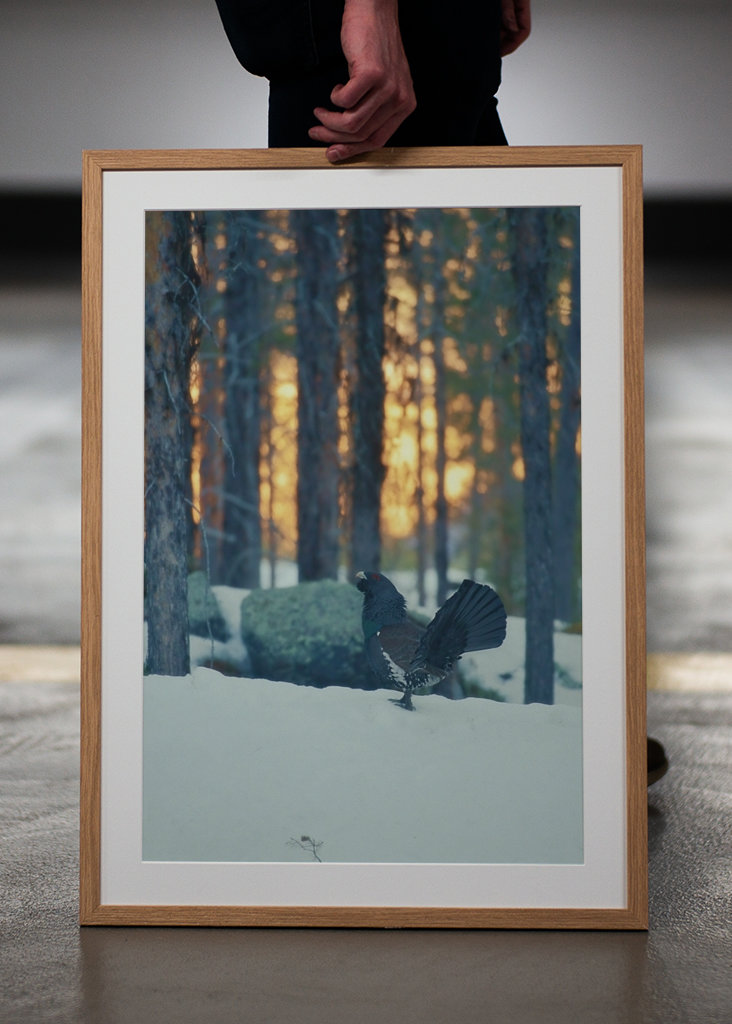 Námluvy tetřeva hlušce za soumraku