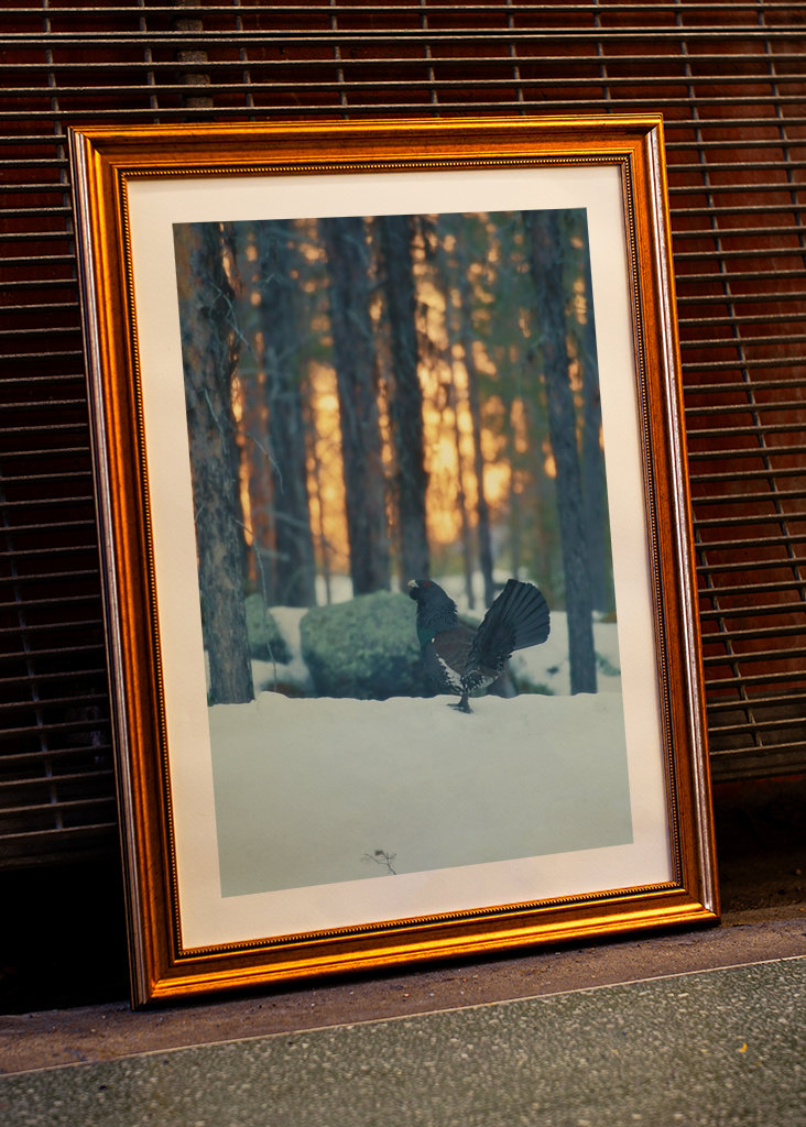 Námluvy tetřeva hlušce za soumraku