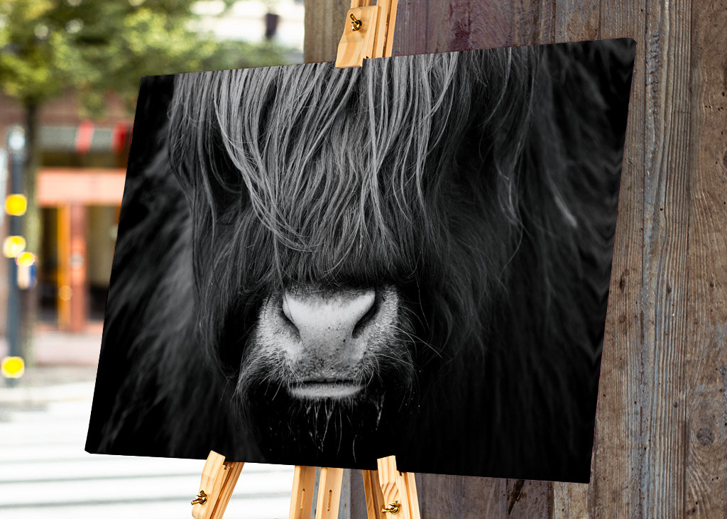 Highland Cattle Portrait
