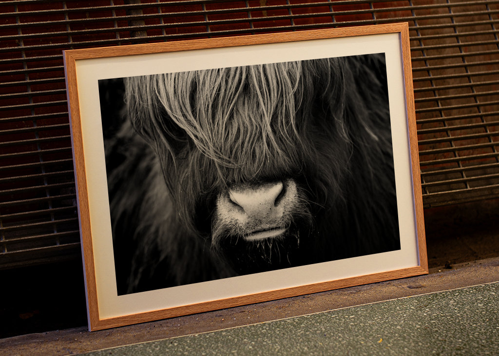 Highland Cattle Portrait