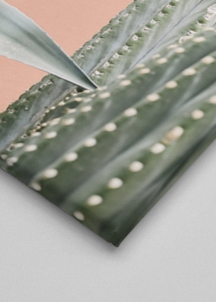 Cactus against coral pink wall