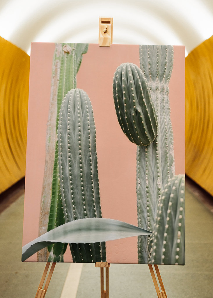 Cactus against coral pink wall