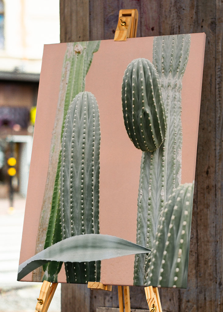 Cactus against coral pink wall