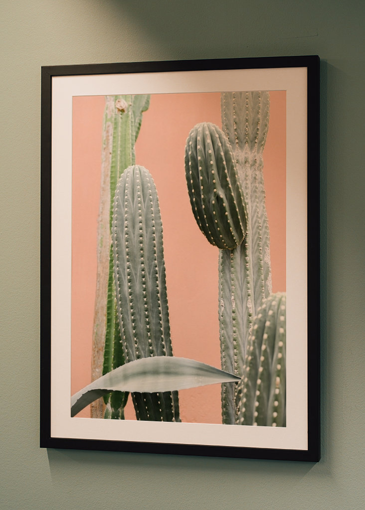 Cactus against coral pink wall