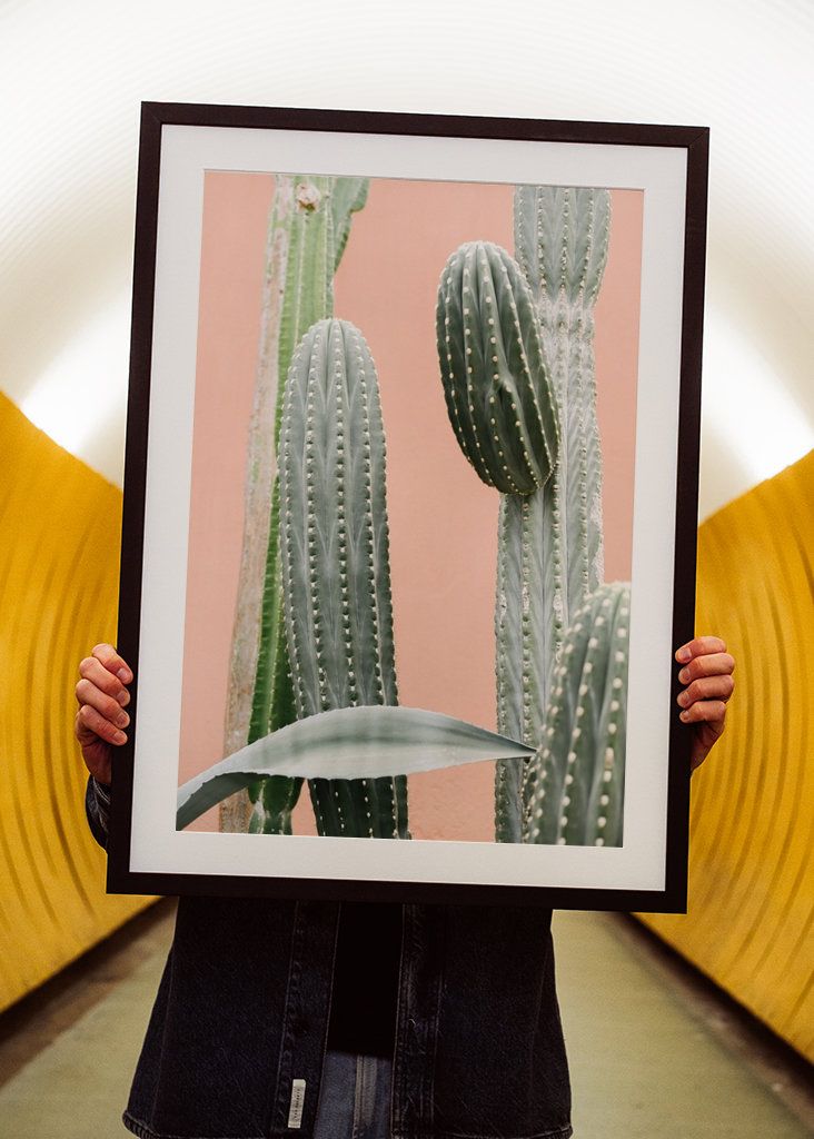 Cactus against coral pink wall