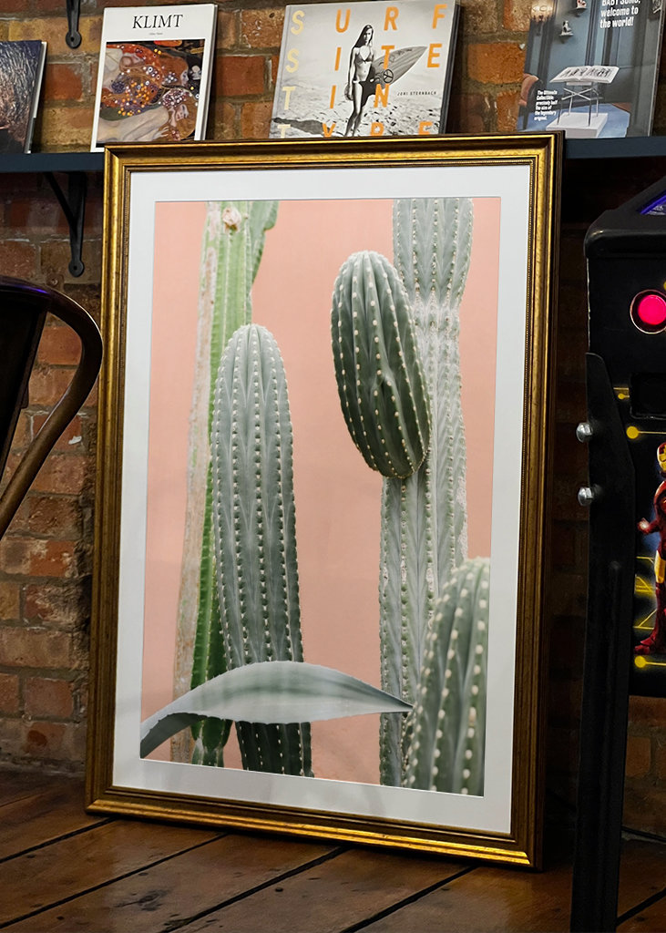 Cactus against coral pink wall