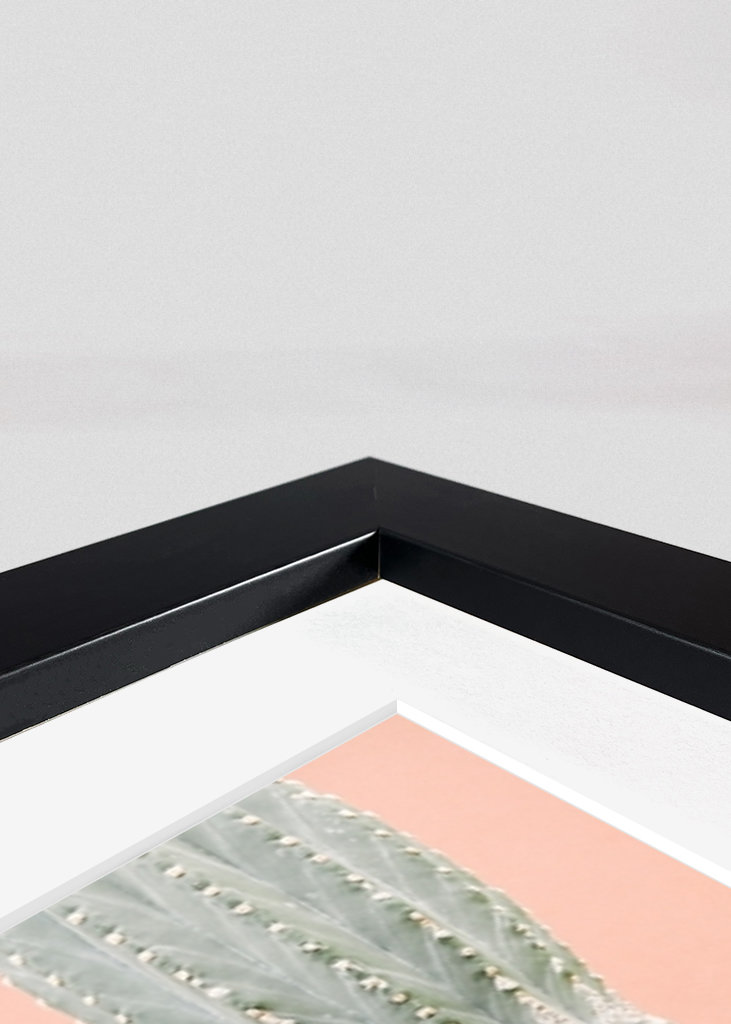 Cactus against coral pink wall