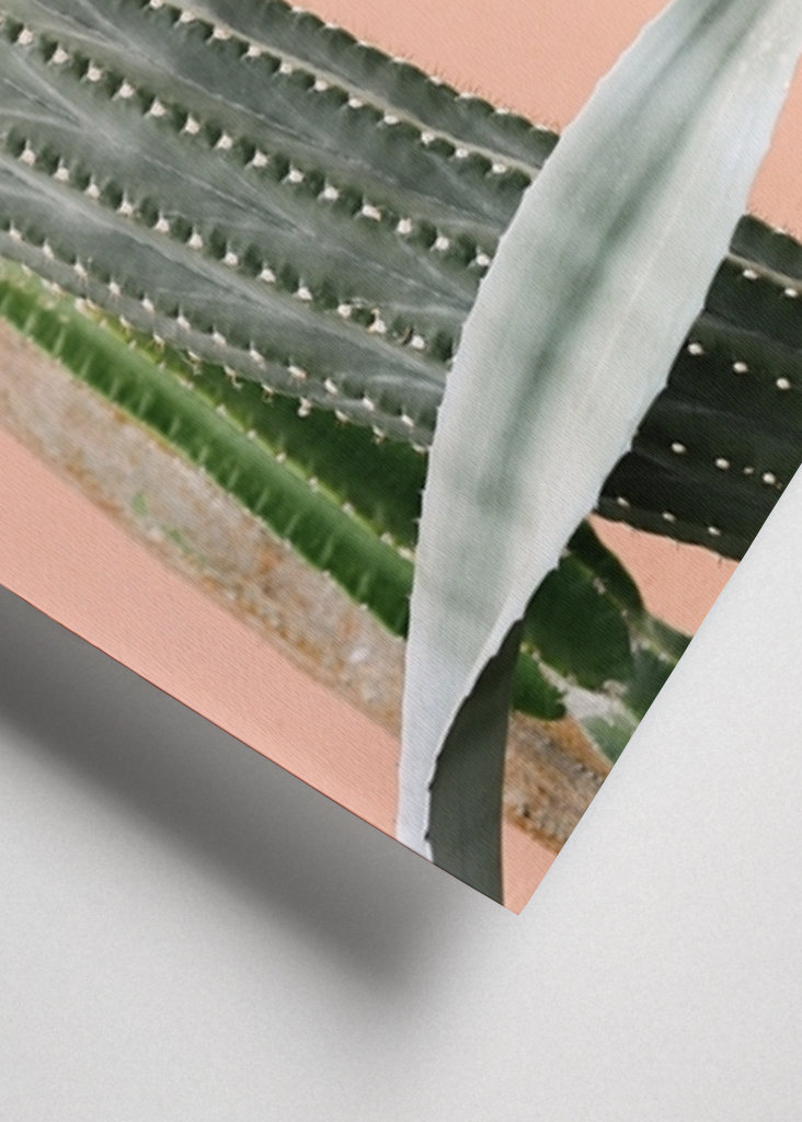 Cactus against coral pink wall