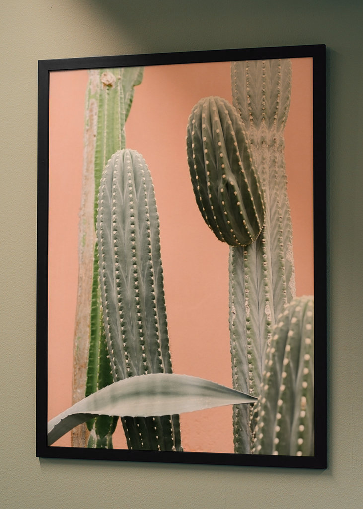 Cactus against coral pink wall