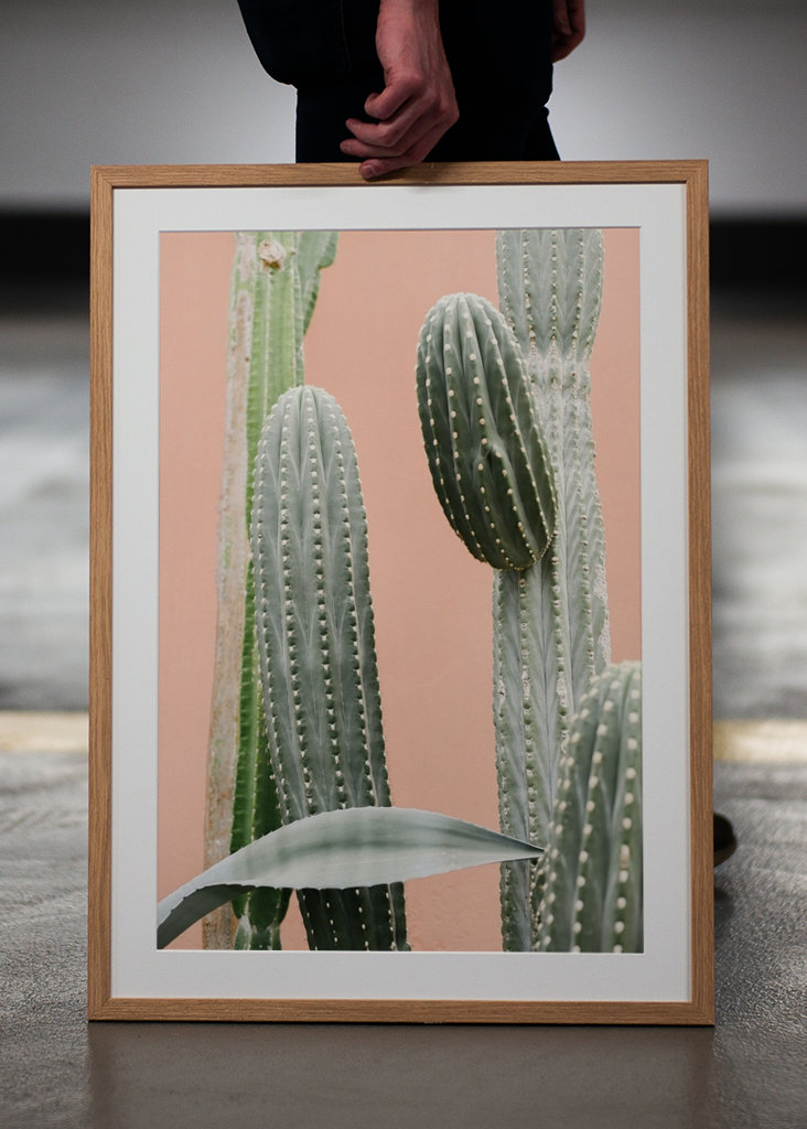 Cactus against coral pink wall
