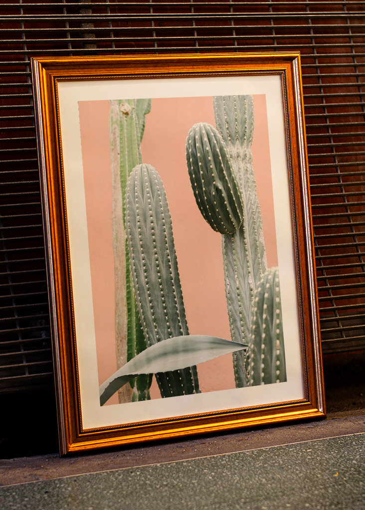 Cactus against coral pink wall