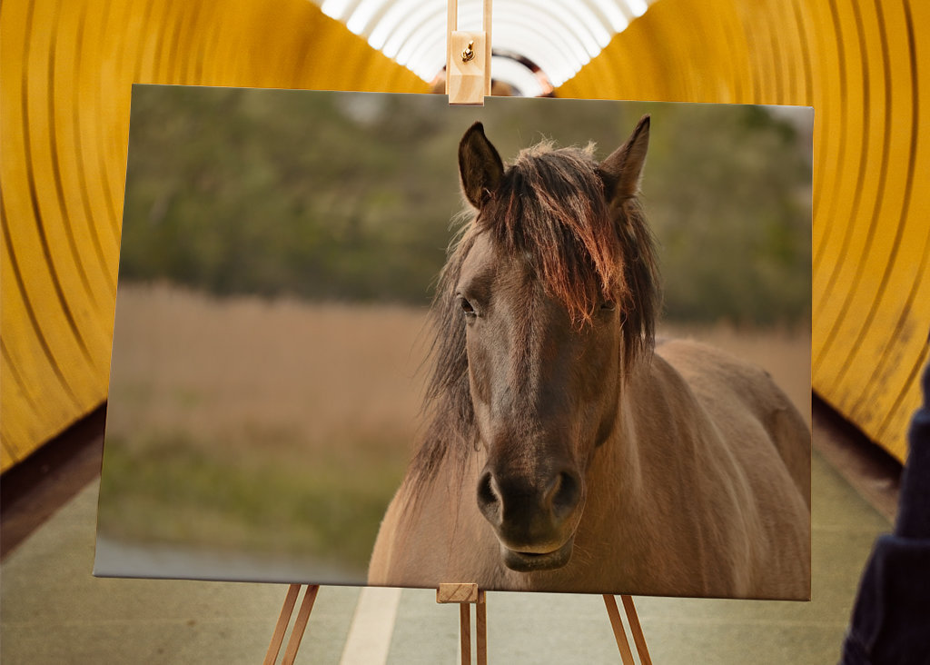 Portret van een paard