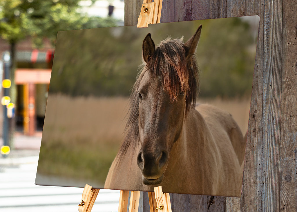 Portret van een paard