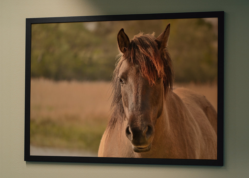 Portret van een paard