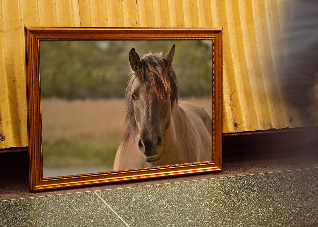 Portret van een paard