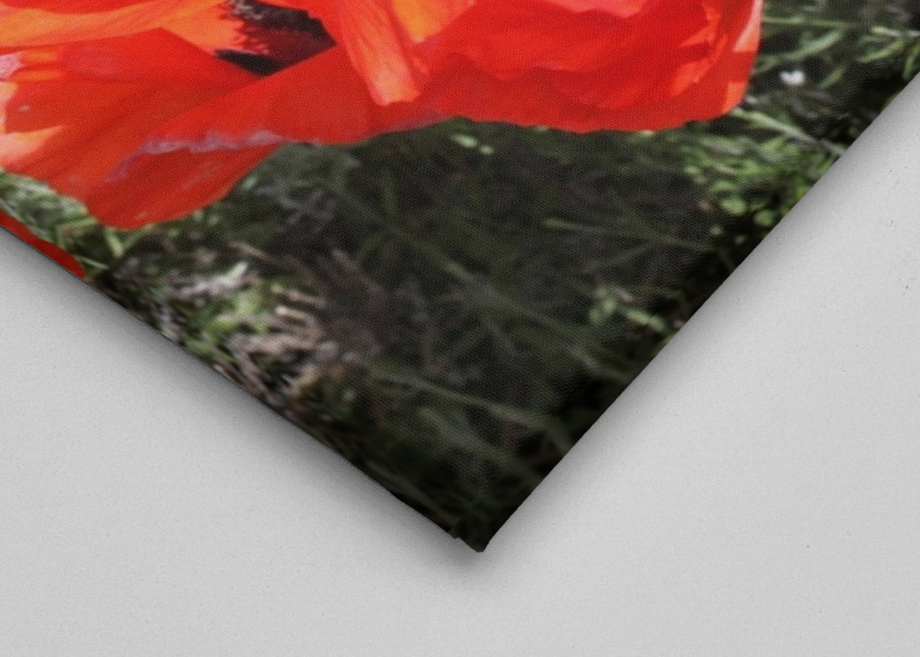 Kvetoucí červený vlčí mák