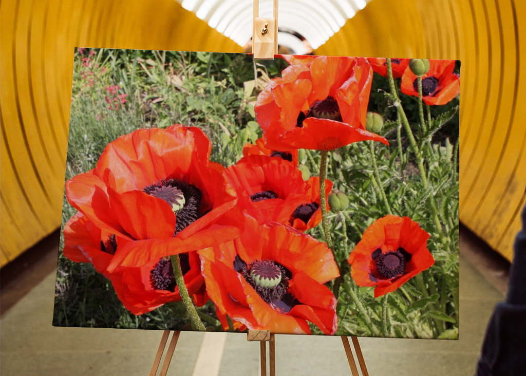 Kvetoucí červený vlčí mák