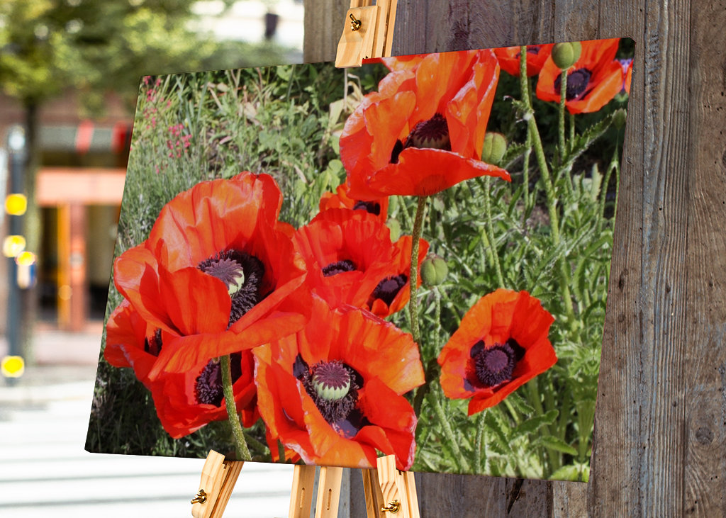 Kvetoucí červený vlčí mák