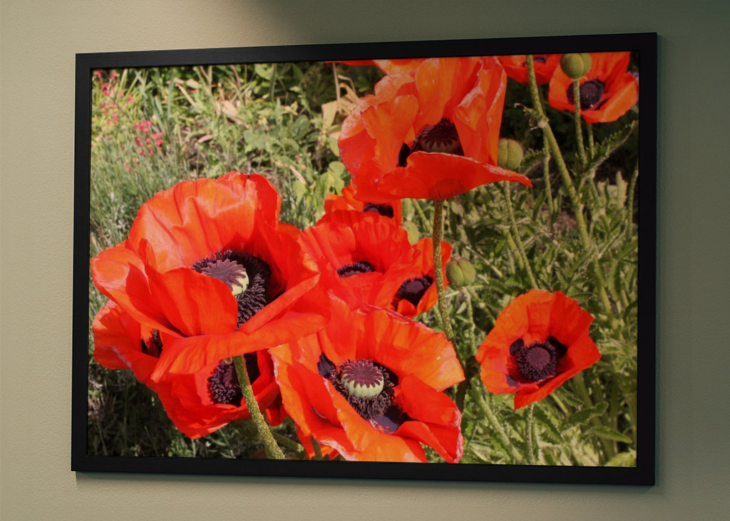 Kvetoucí červený vlčí mák