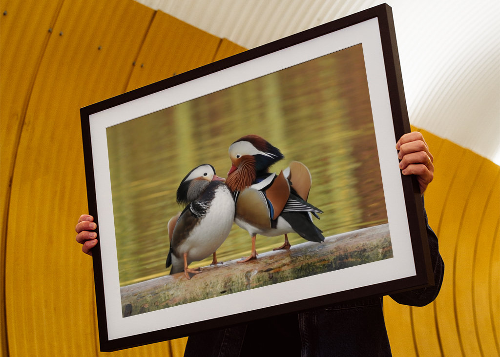 Pareja de pato mandarín enamorada