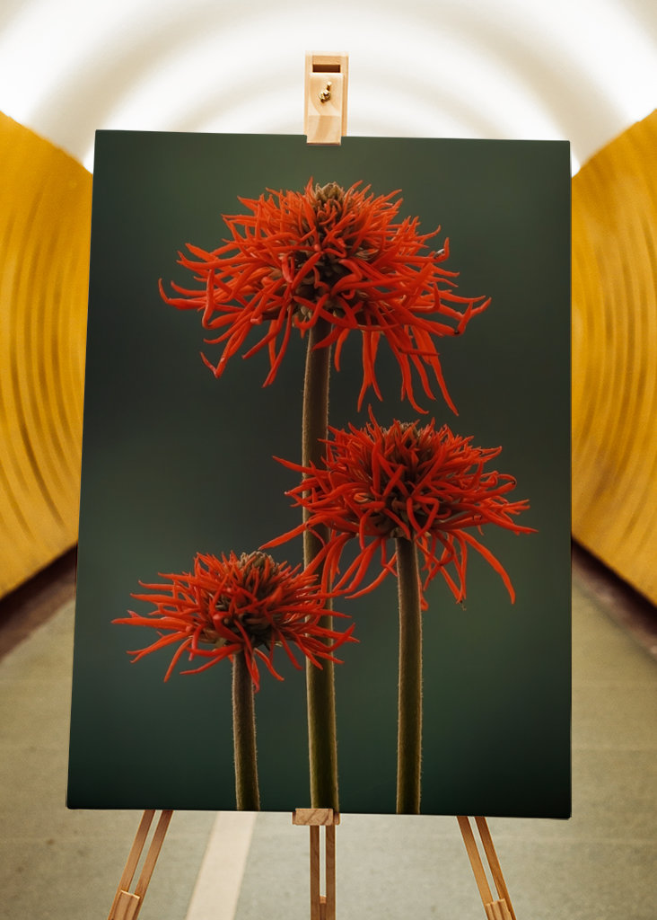 The Red Flowers of Uganda