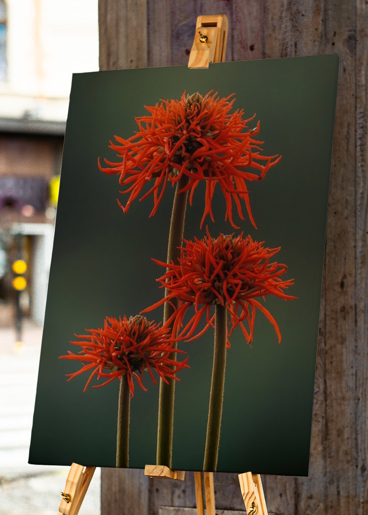 The Red Flowers of Uganda