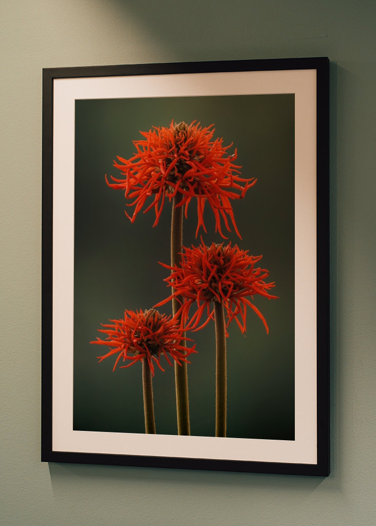 The Red Flowers of Uganda