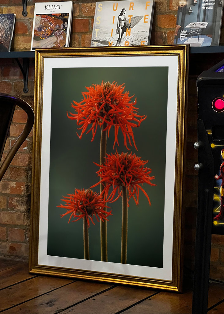 The Red Flowers of Uganda