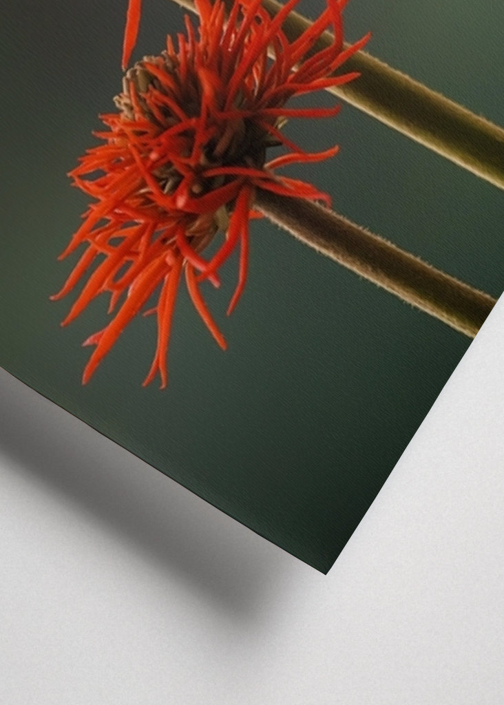 The Red Flowers of Uganda