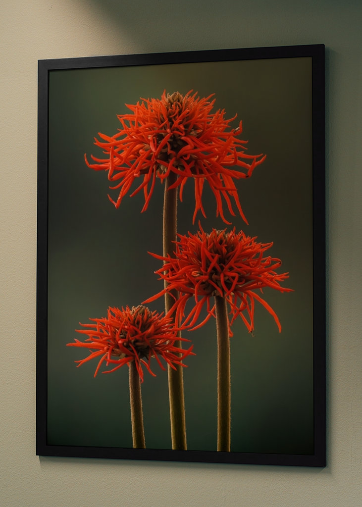 The Red Flowers of Uganda