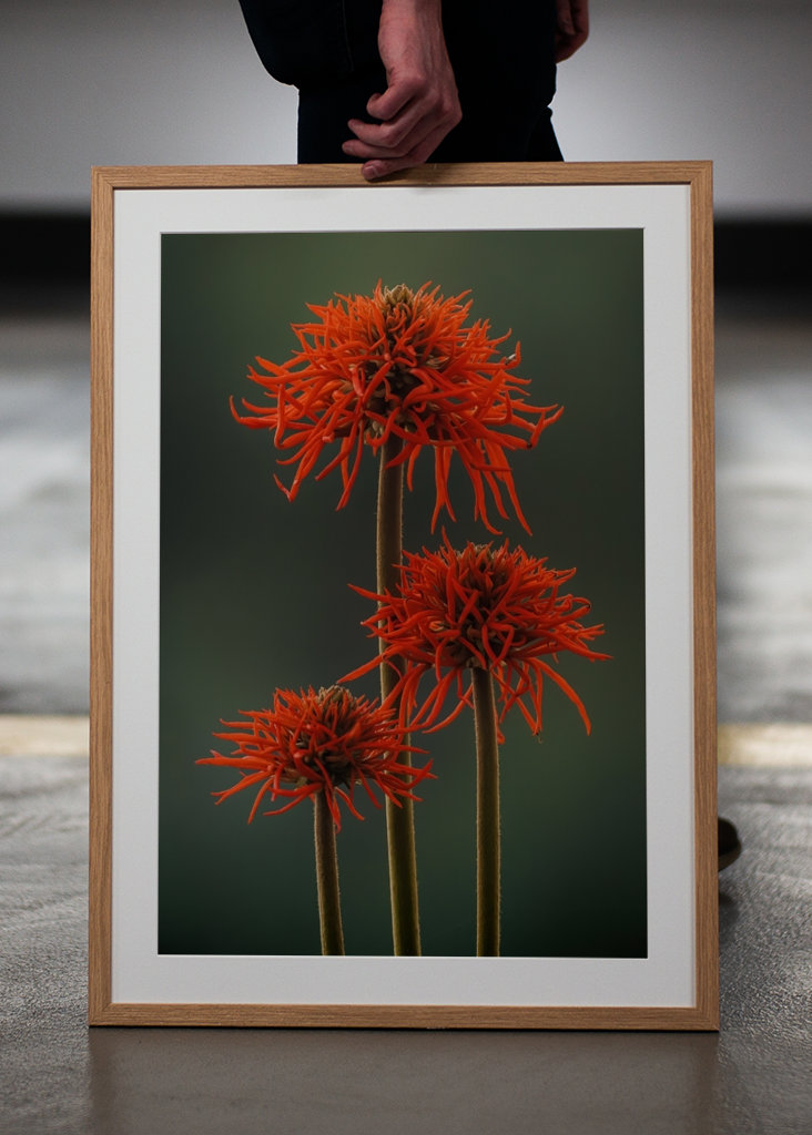 The Red Flowers of Uganda