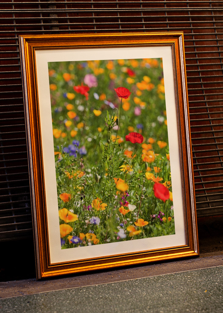 Blumenwiese mit Klatschmohn