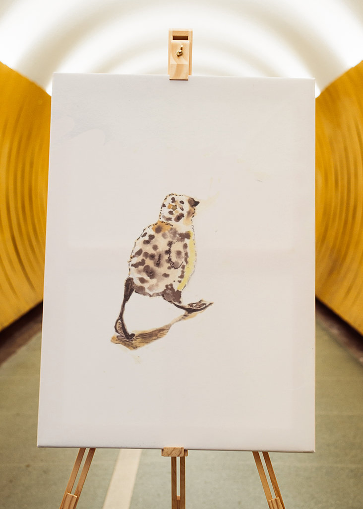 Liten sjøfugl i bevegelse 