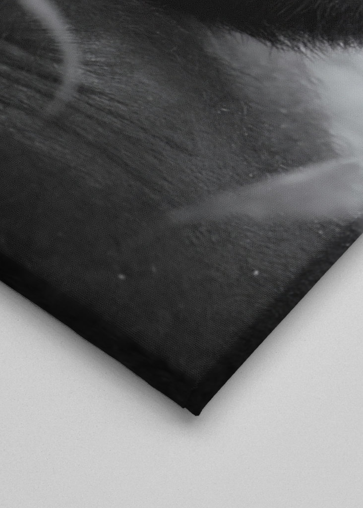 The Mountain Gorilla - 1