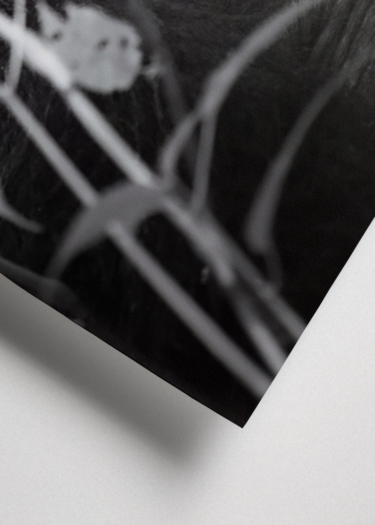 The Mountain Gorilla - 1