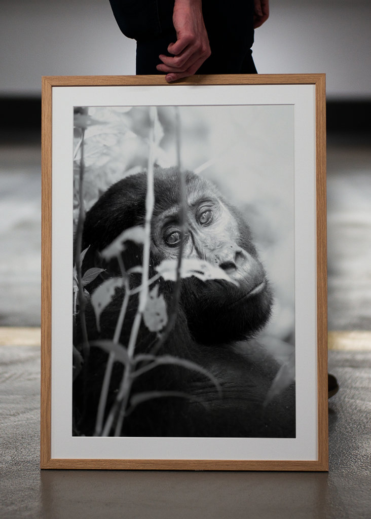 The Mountain Gorilla - 1