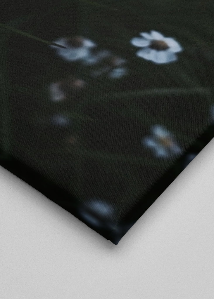 Piccolo fiore bianco estivo. 