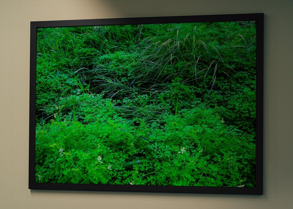 Vernachlässigter/natürlicher Garten