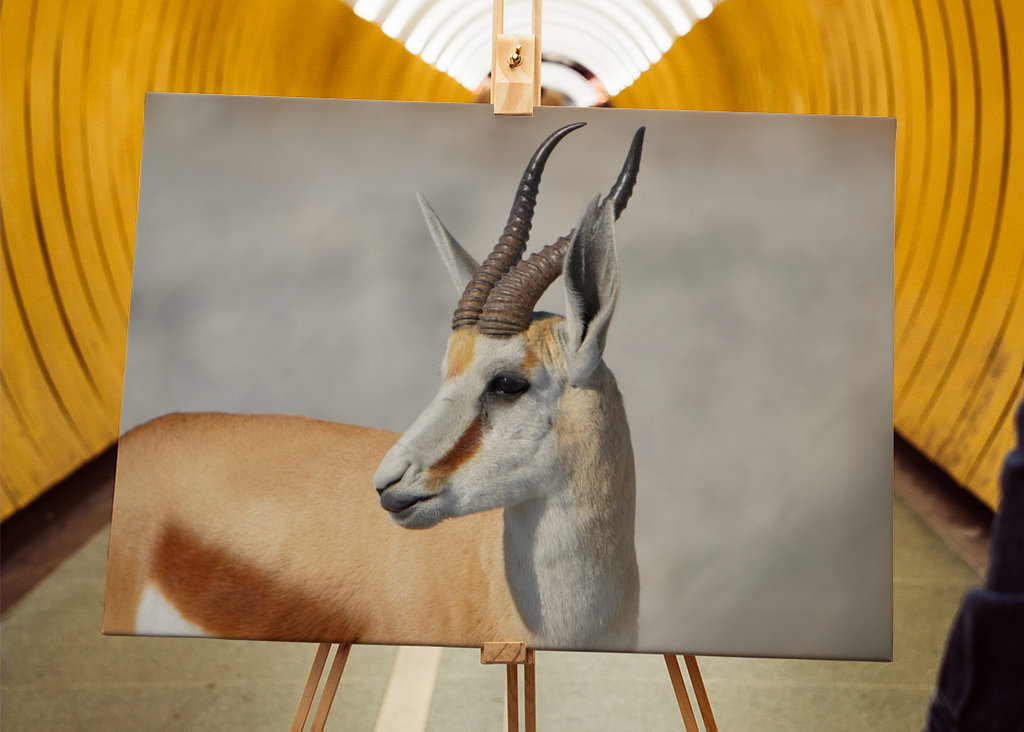 springbuck (Antidorcas marsupi