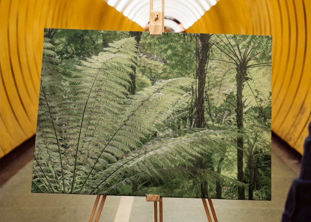 Riesenfarne in Monserrate 