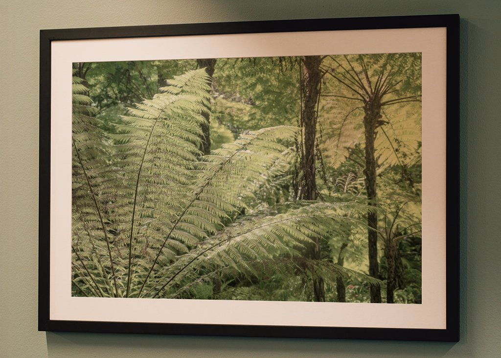 Riesenfarne in Monserrate 
