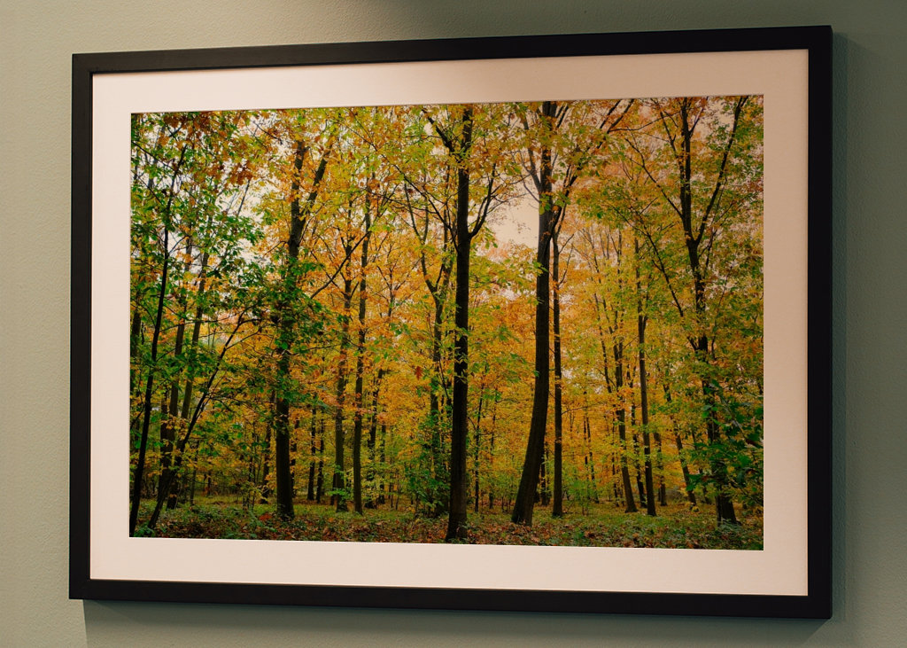 Forêt d’automne avec soleil 