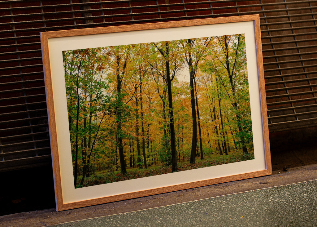 Forêt d’automne avec soleil 