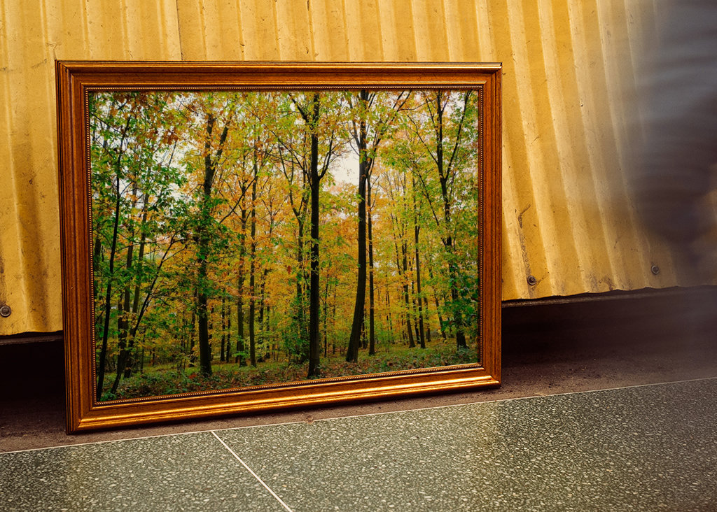 Forêt d’automne avec soleil 