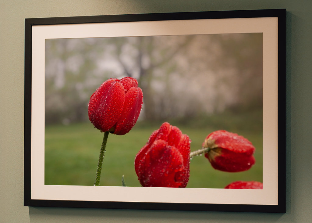 Blomster og vanddråber