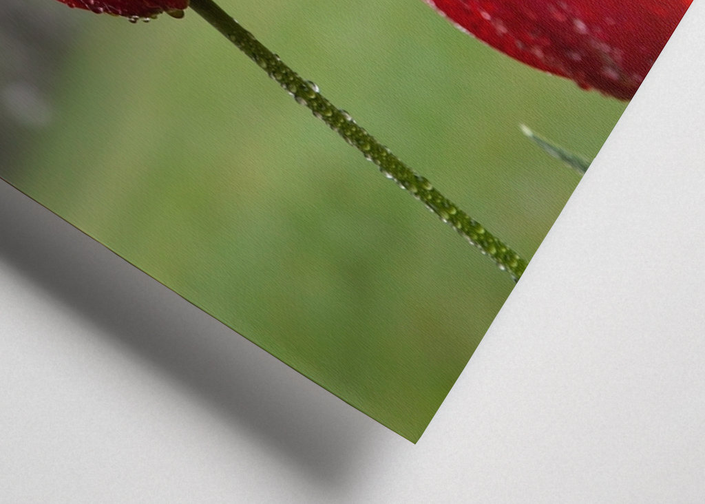 Blomster og vanddråber