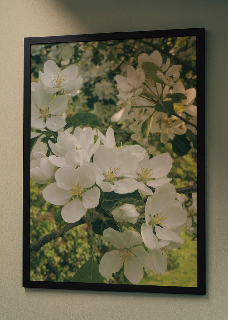 Flores de manzano blanco